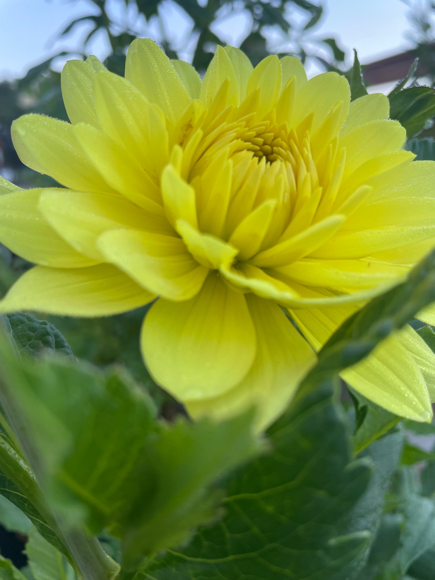Hollyhill Yellow Beauty