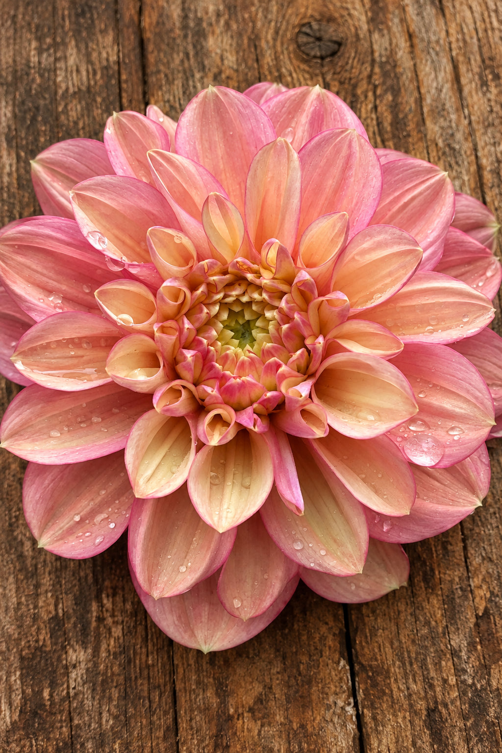 Florelie Kindness