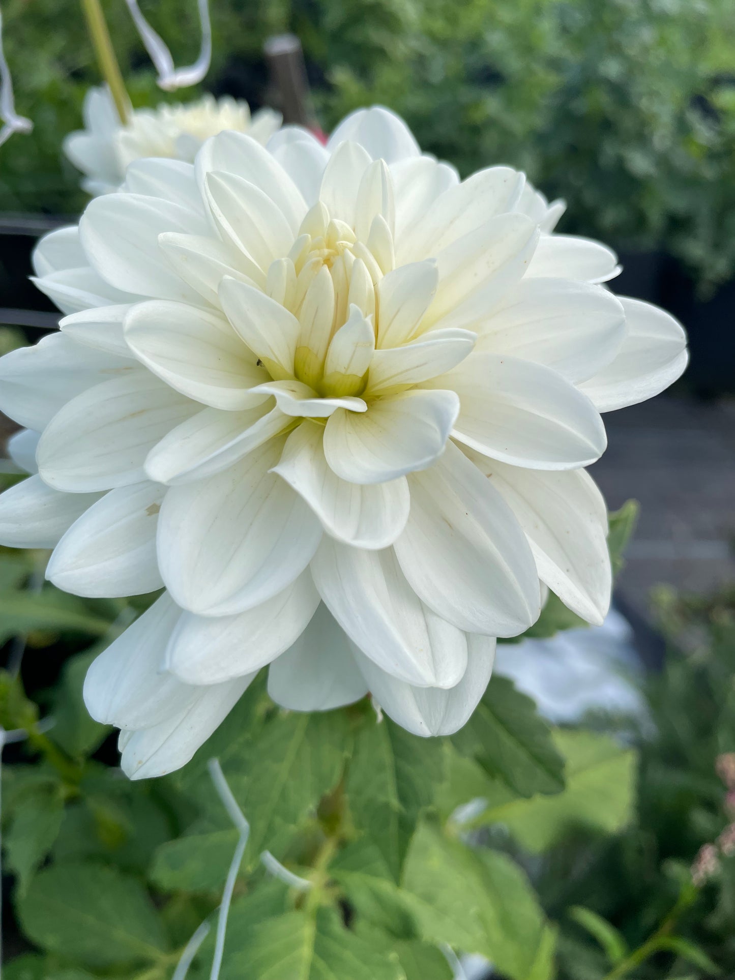 Hapet Ivory Lady