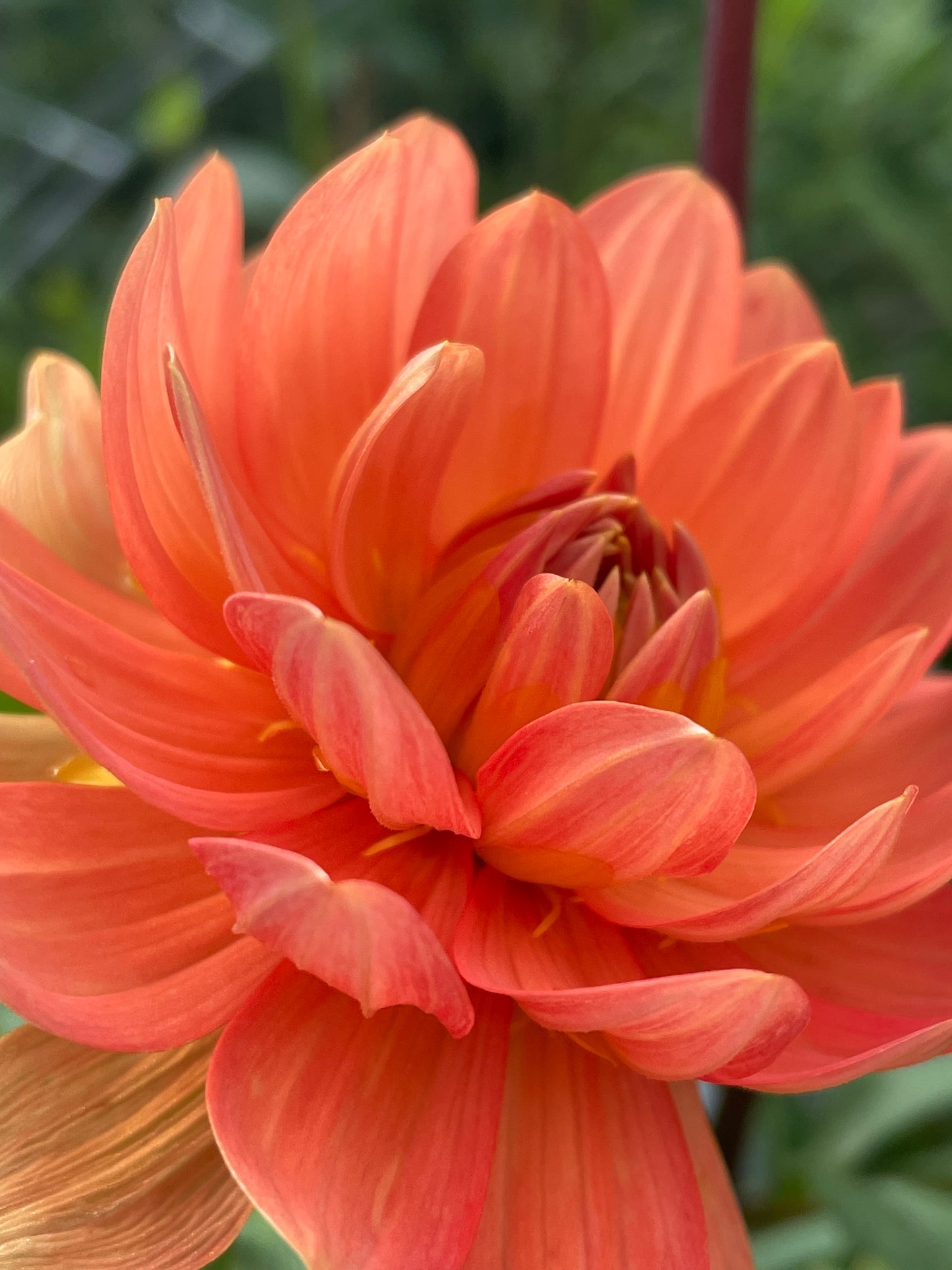 Hollyhill Calypso