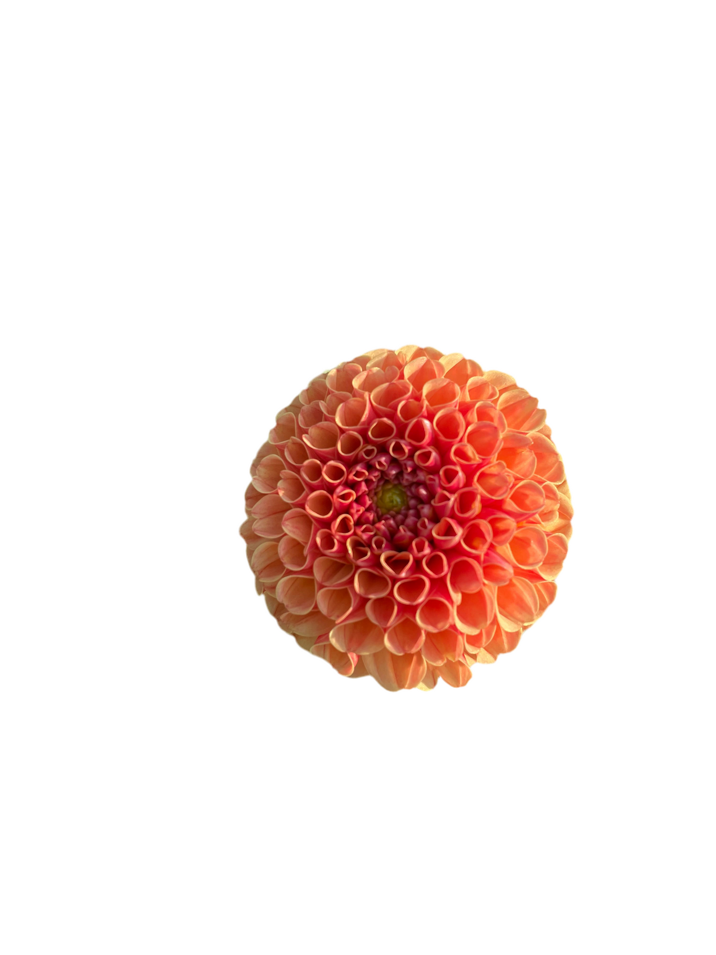 Amber Queen