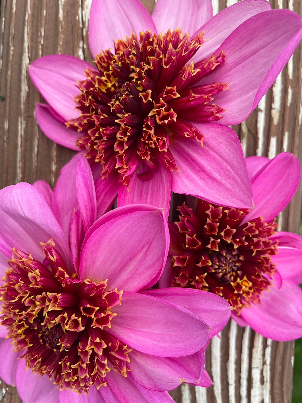 Lee’s Aubergenie