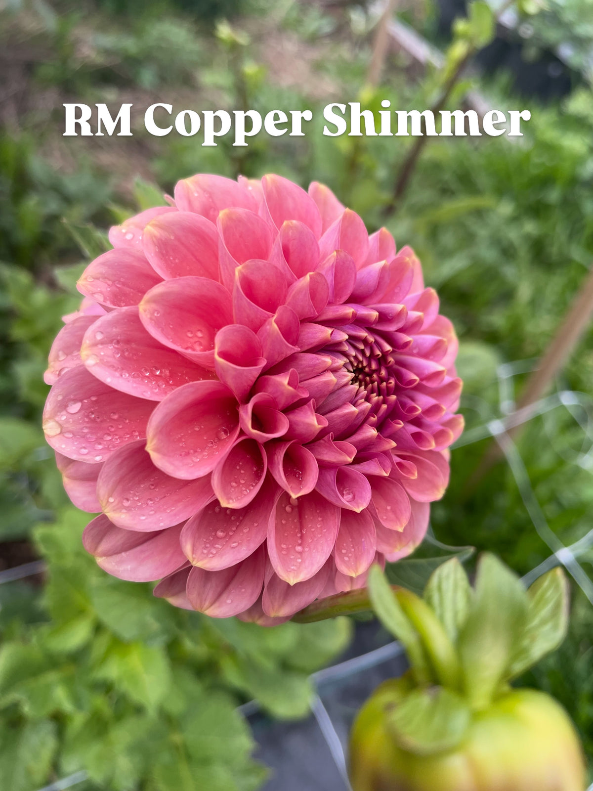 RM Copper Shimmer