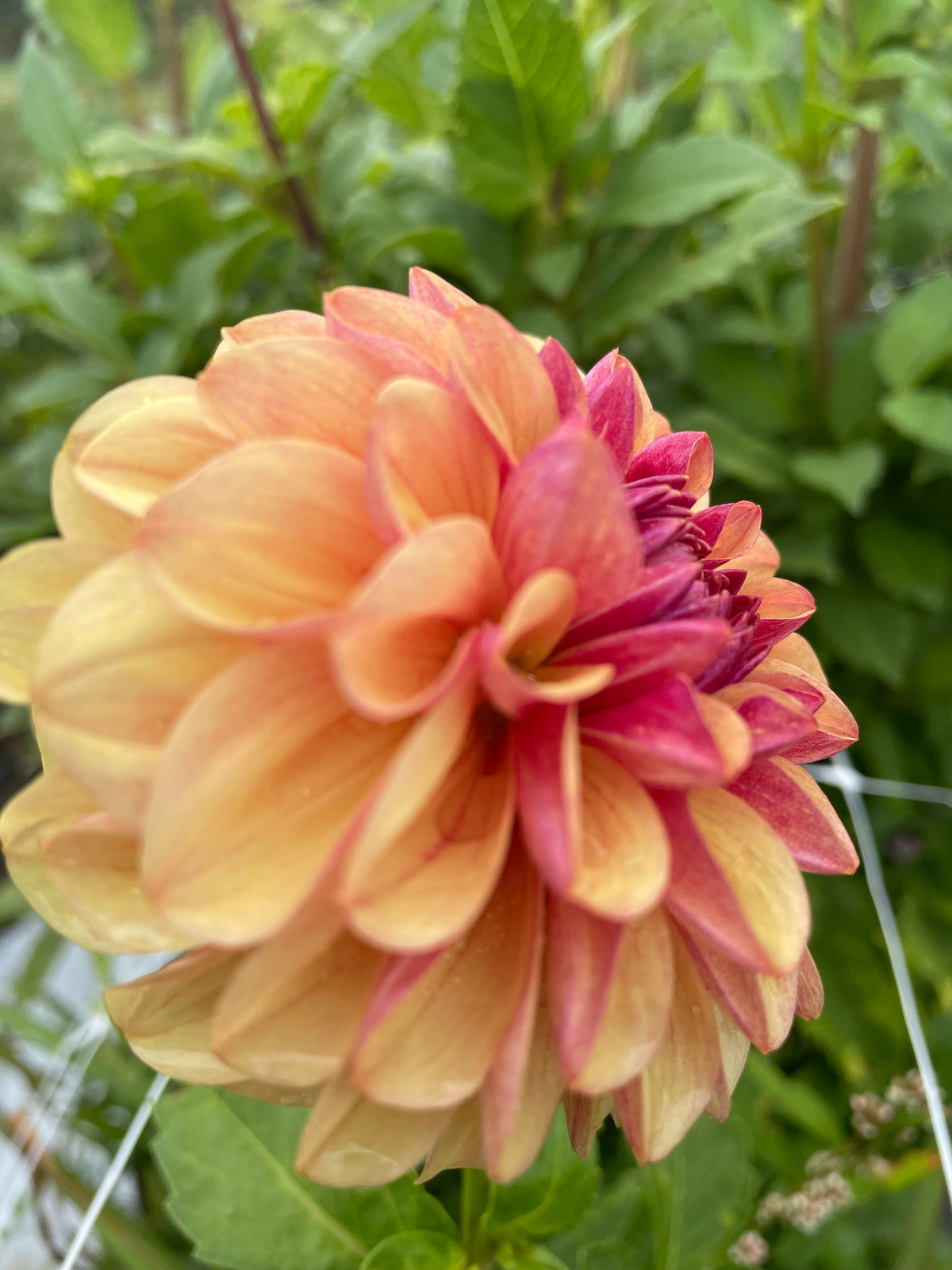Lee’s Golden Raspberry