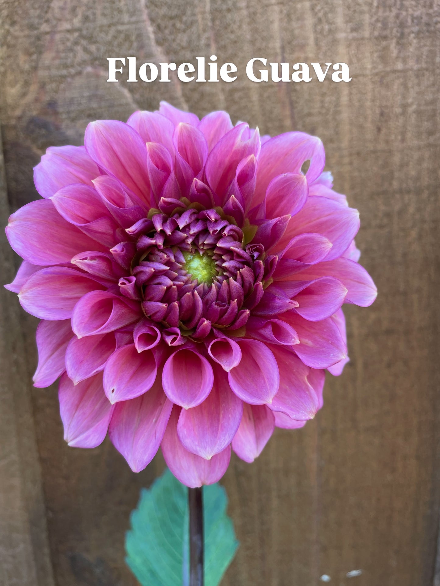 Florelie Guava ๐ฆ๐บ