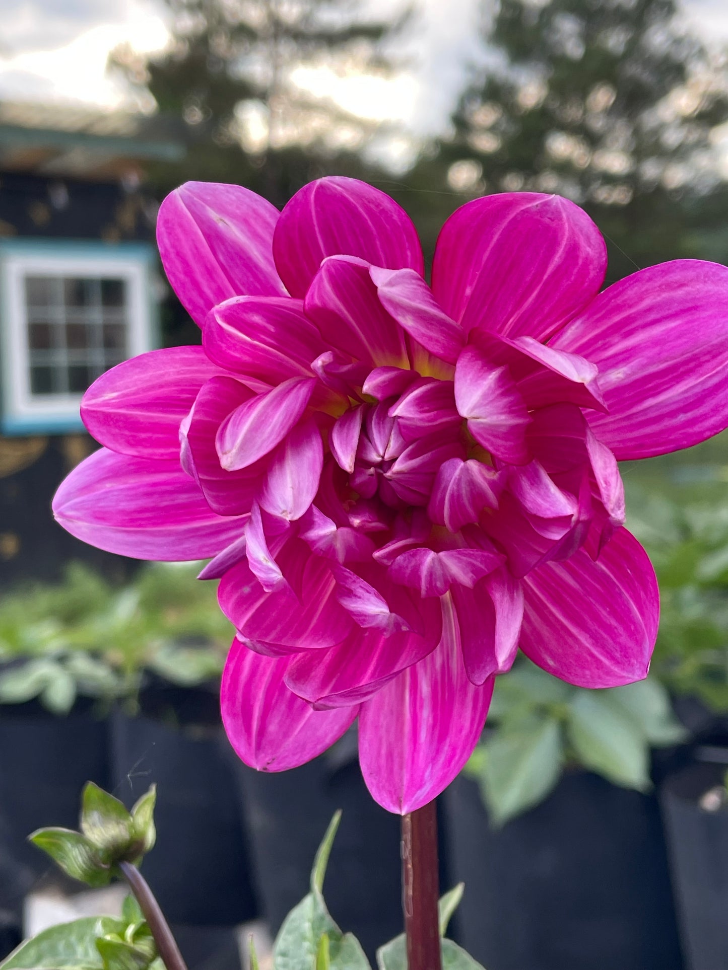 Sandia Lillian