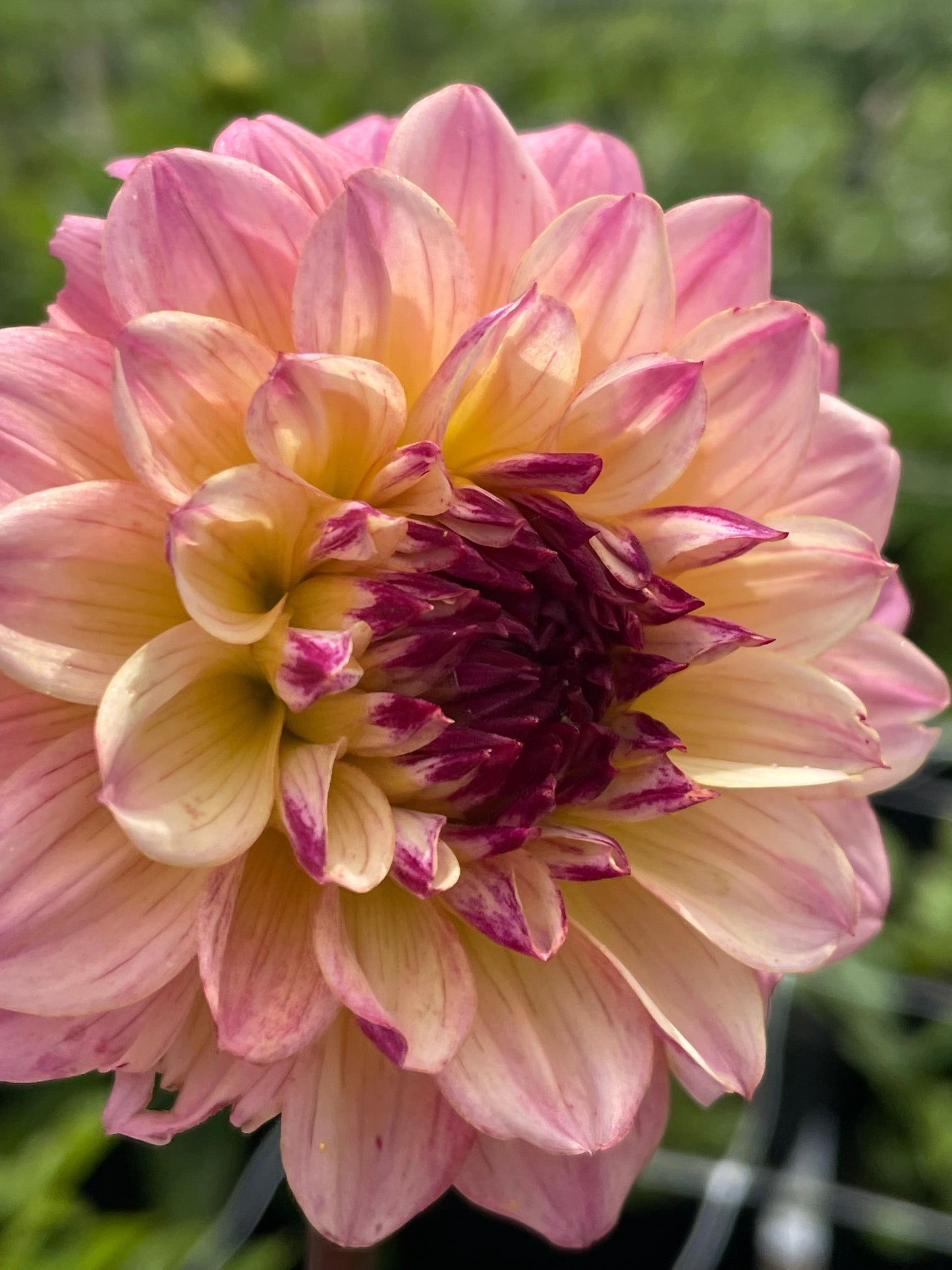 Hapet Primrose
