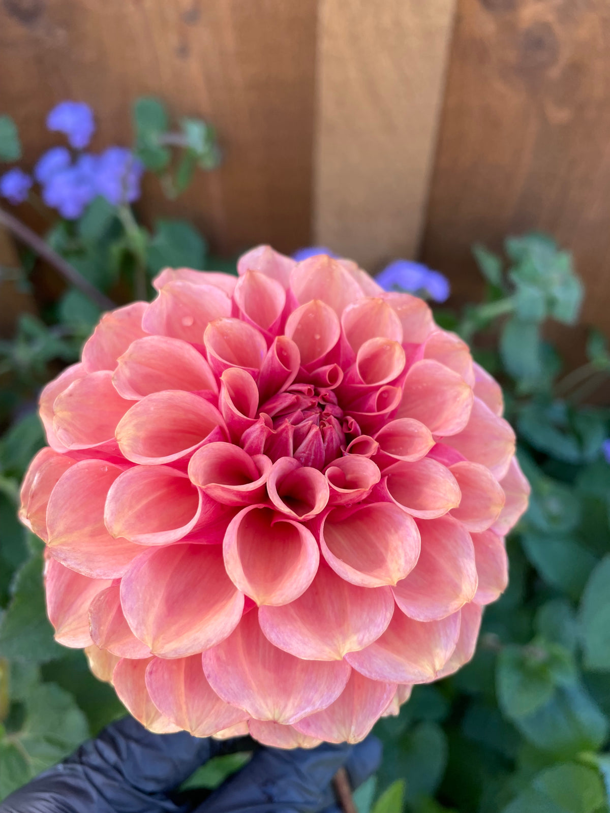 Burfoot Desert Rose