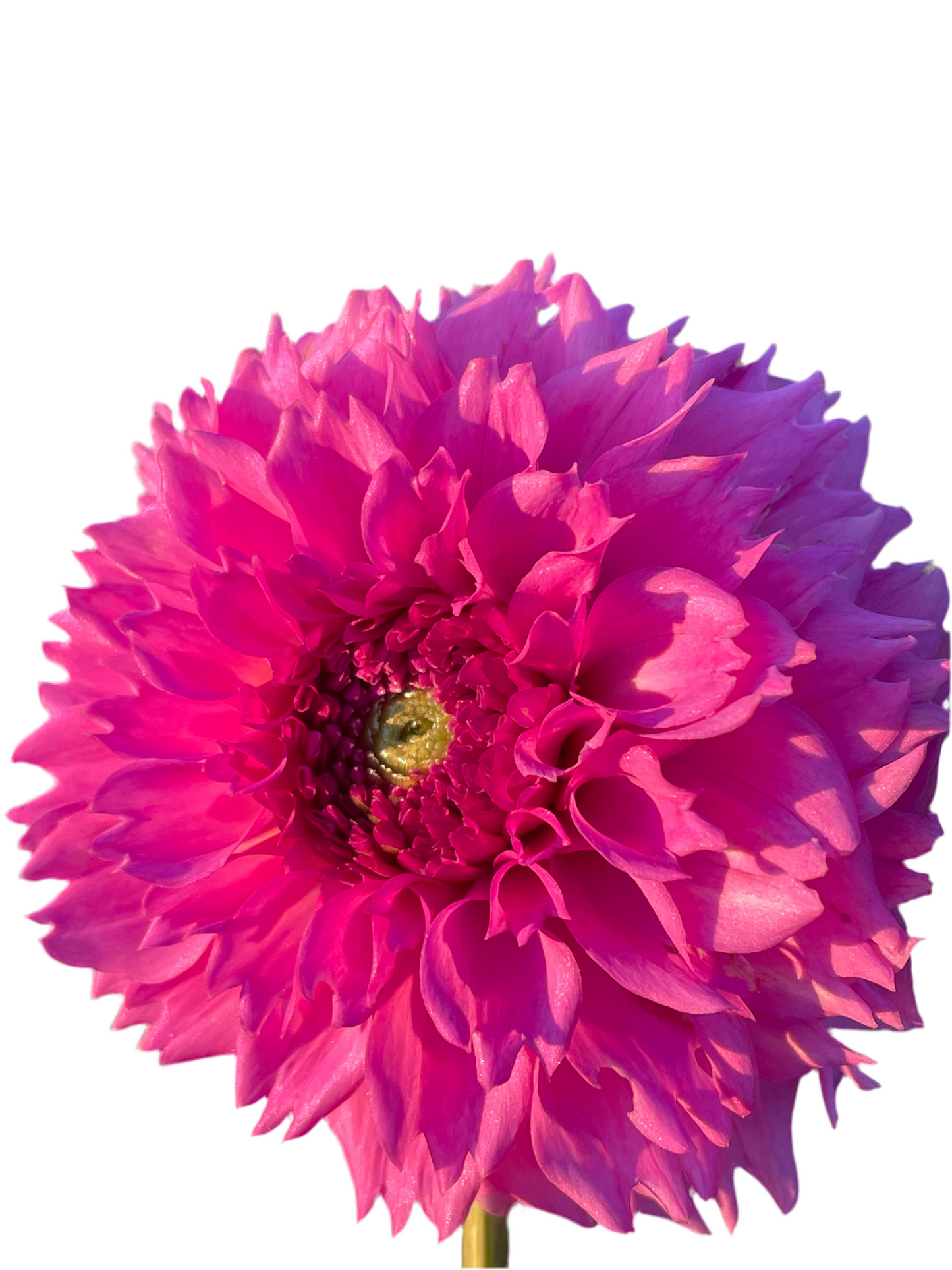 Ferncliff Pincushion