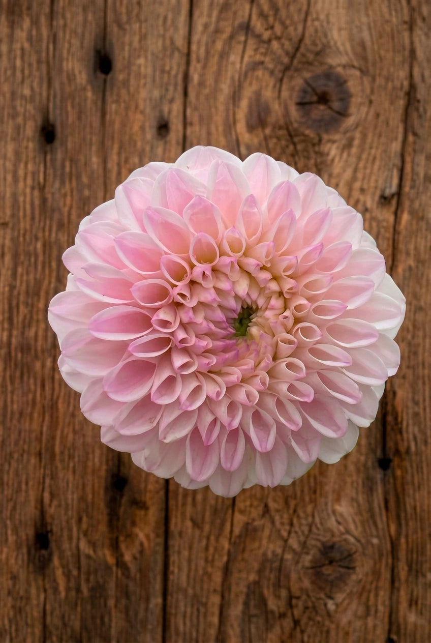 Pink Pearl