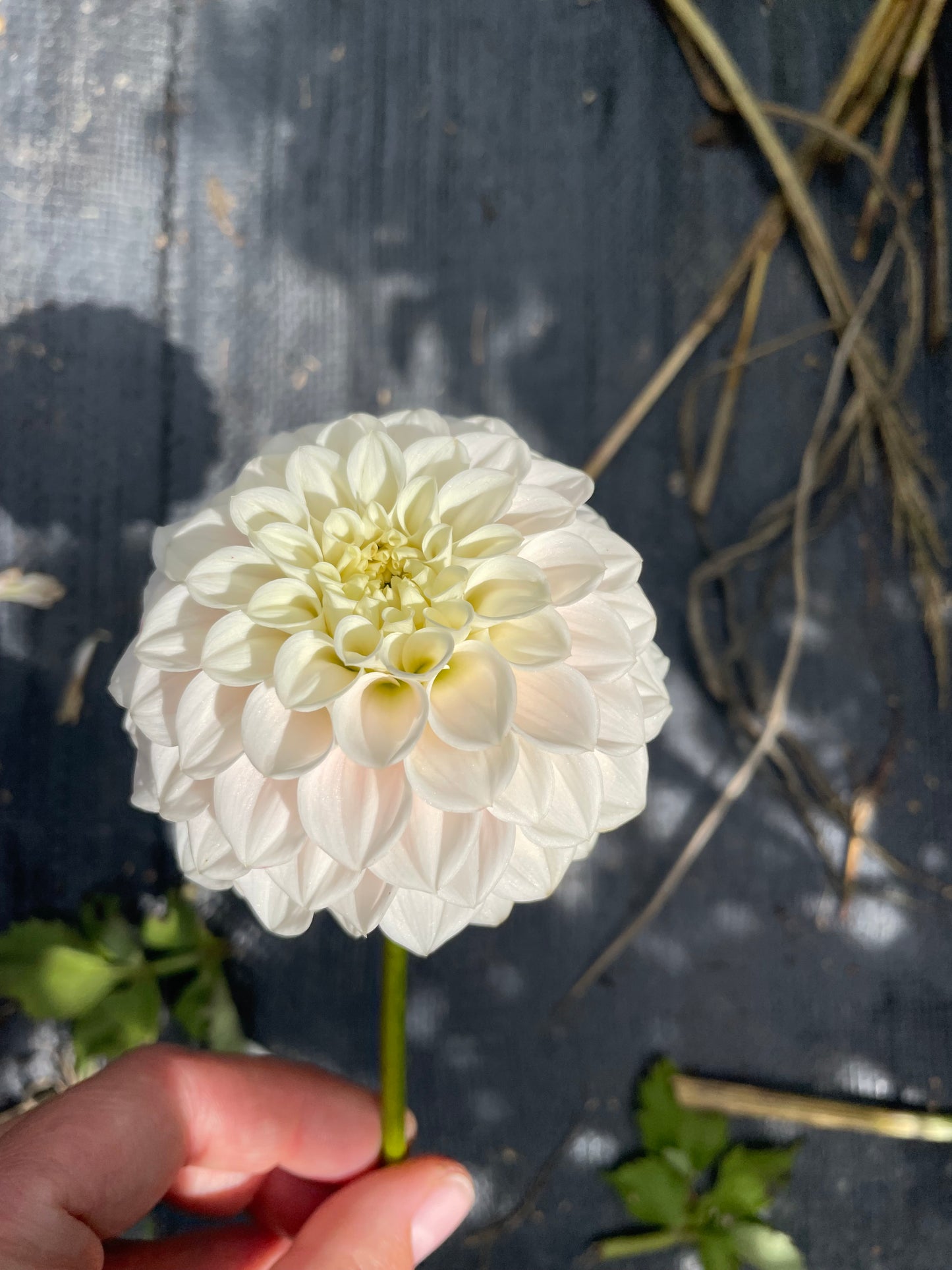 GG’s Baby Breath