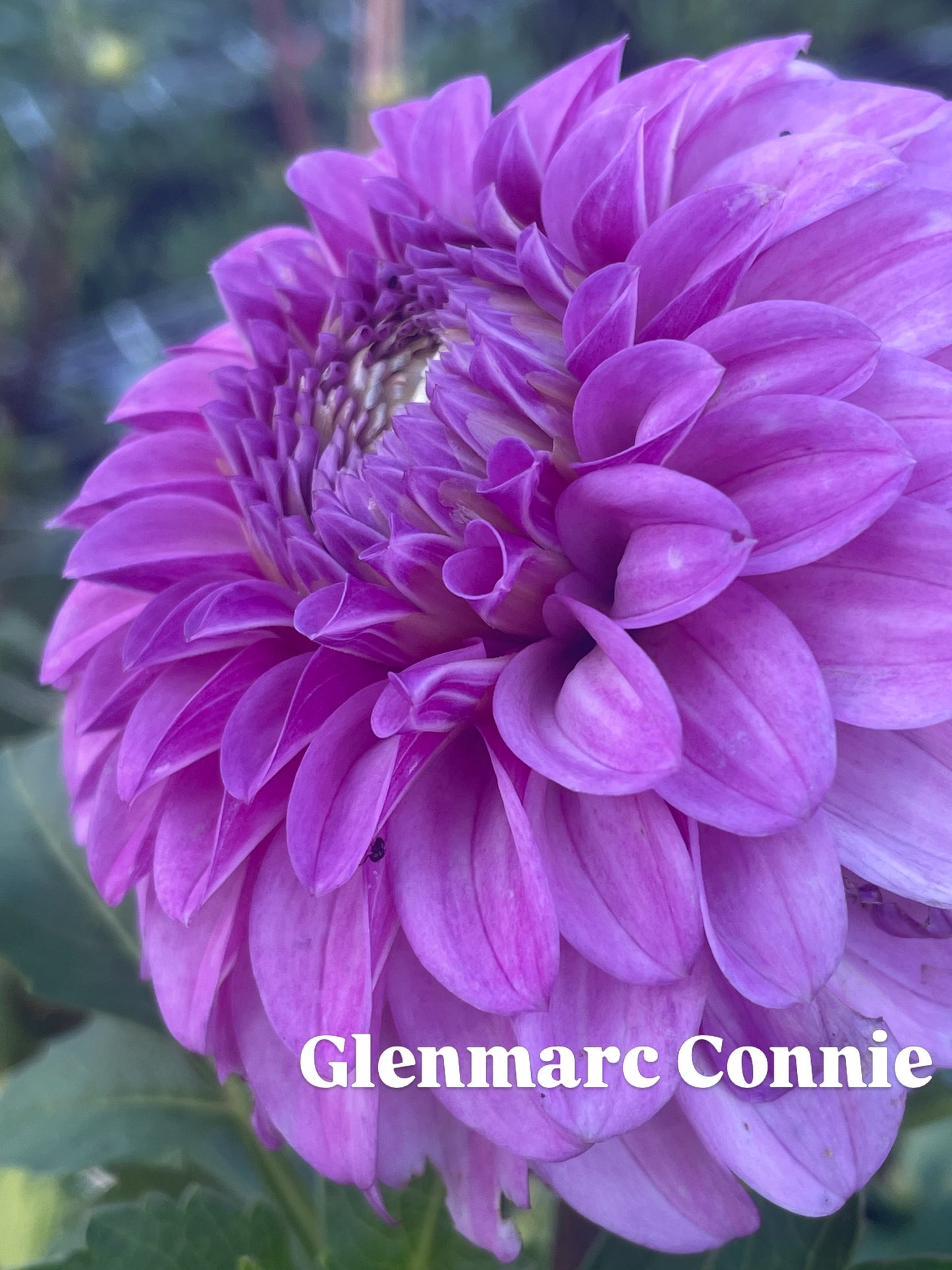 Glenmarc Connie