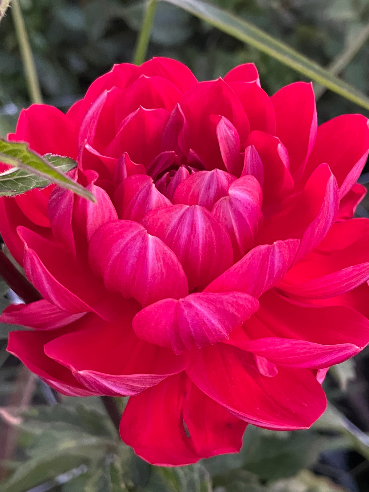 Hollyhill Rose Red 2 limit 1