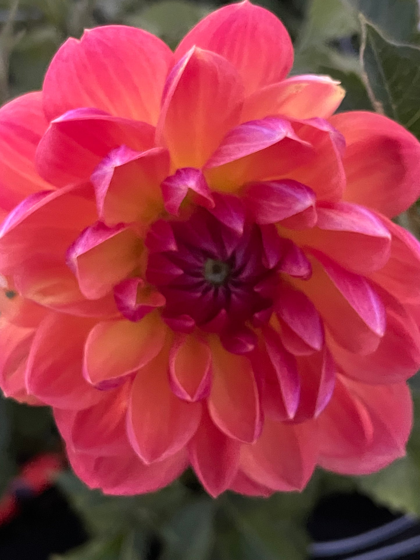 GFF Butterscotch