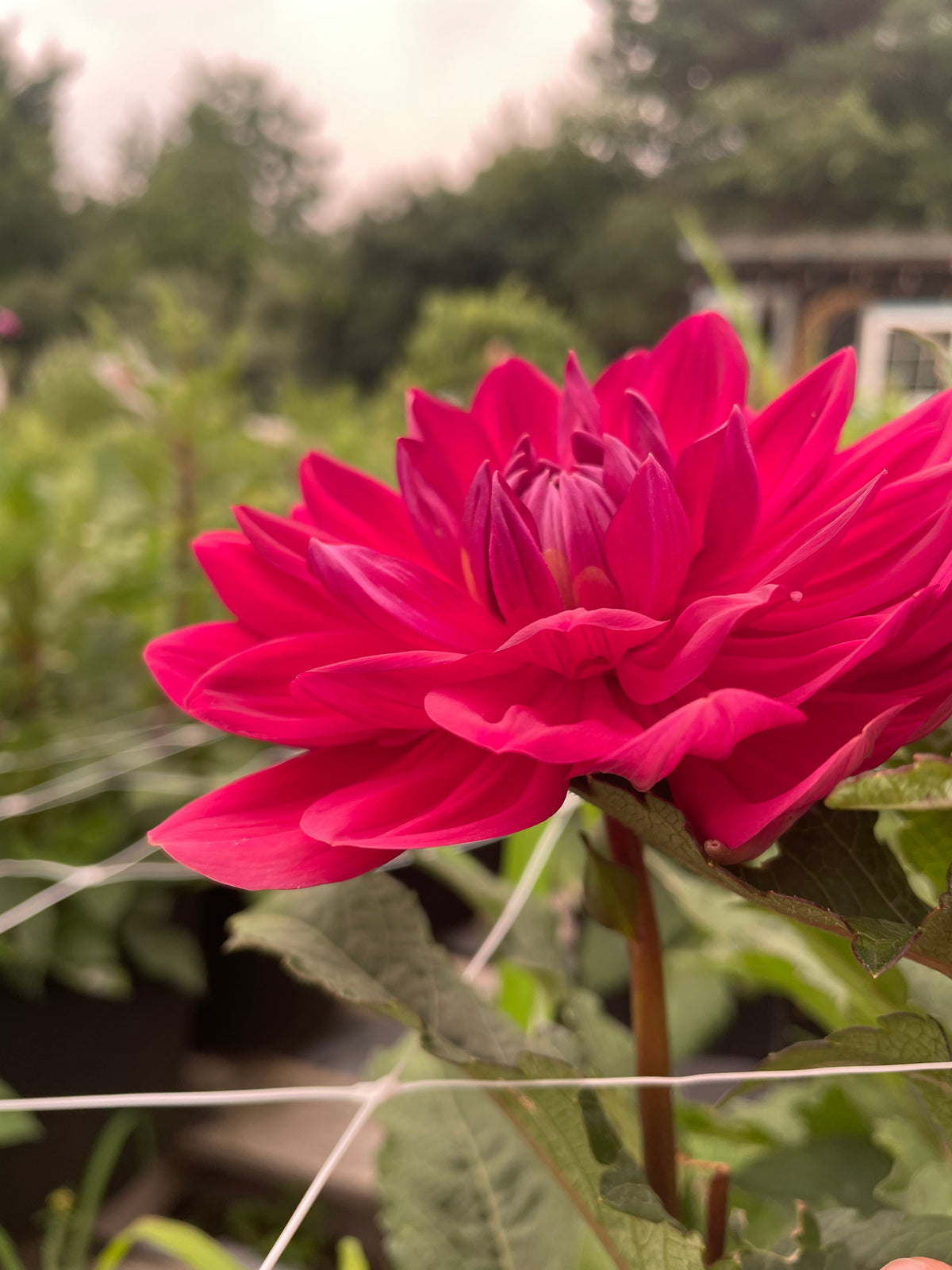 Hollyhill Rose Red 2