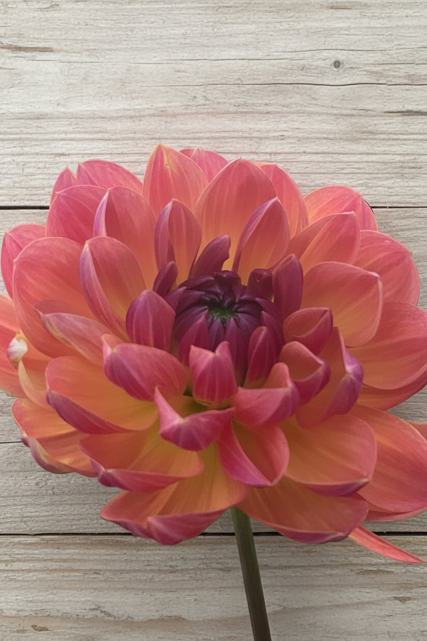 GFF Butterscotch