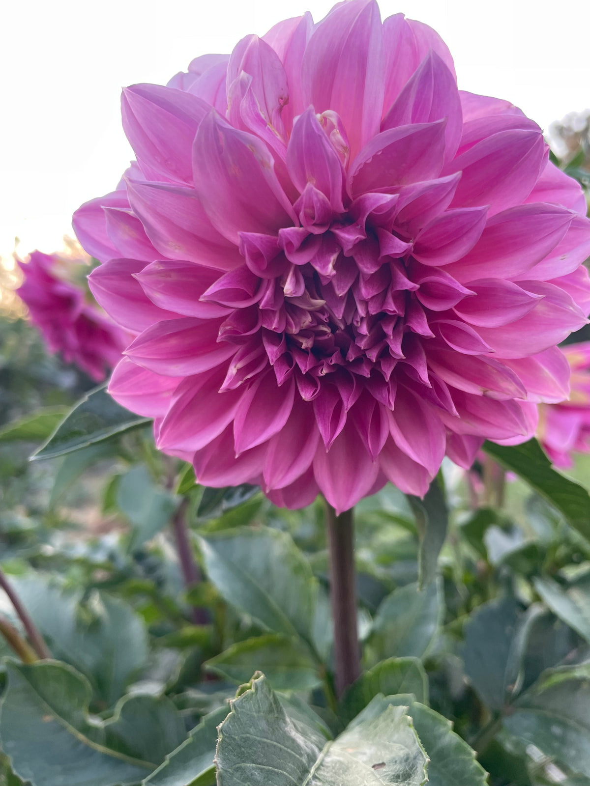 Bell’s Roslyn