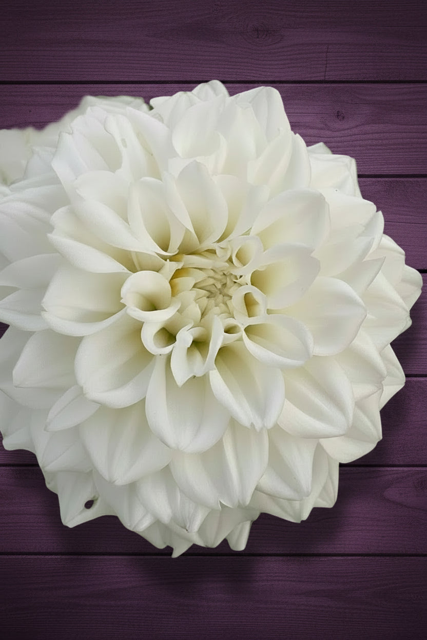 White Fawn (heirloom)