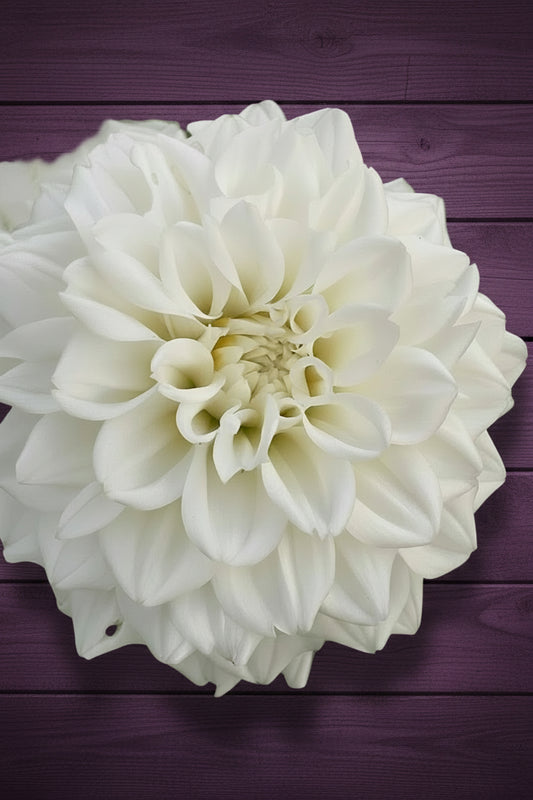 White Fawn (heirloom)