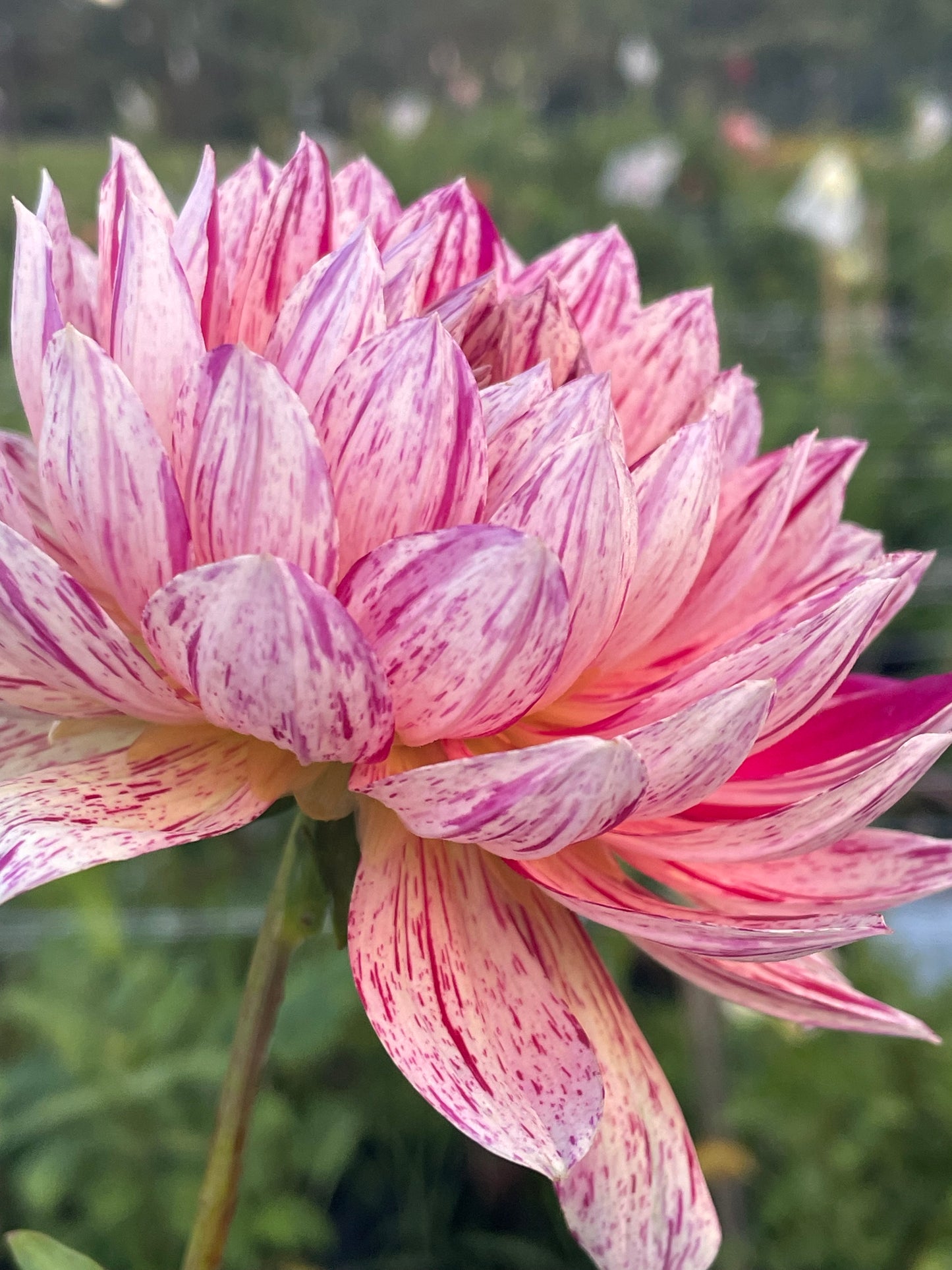 Hollyhill Pink Tigress