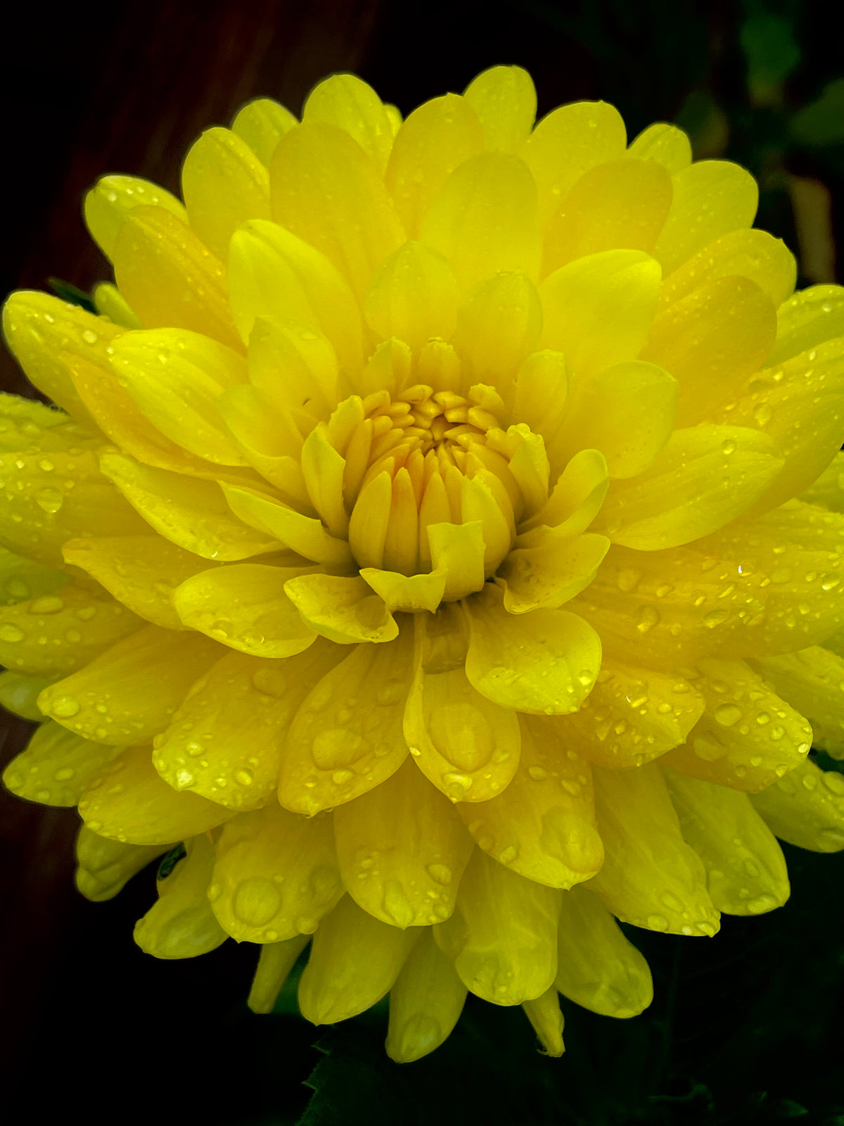 Hollyhill Yellow Beauty