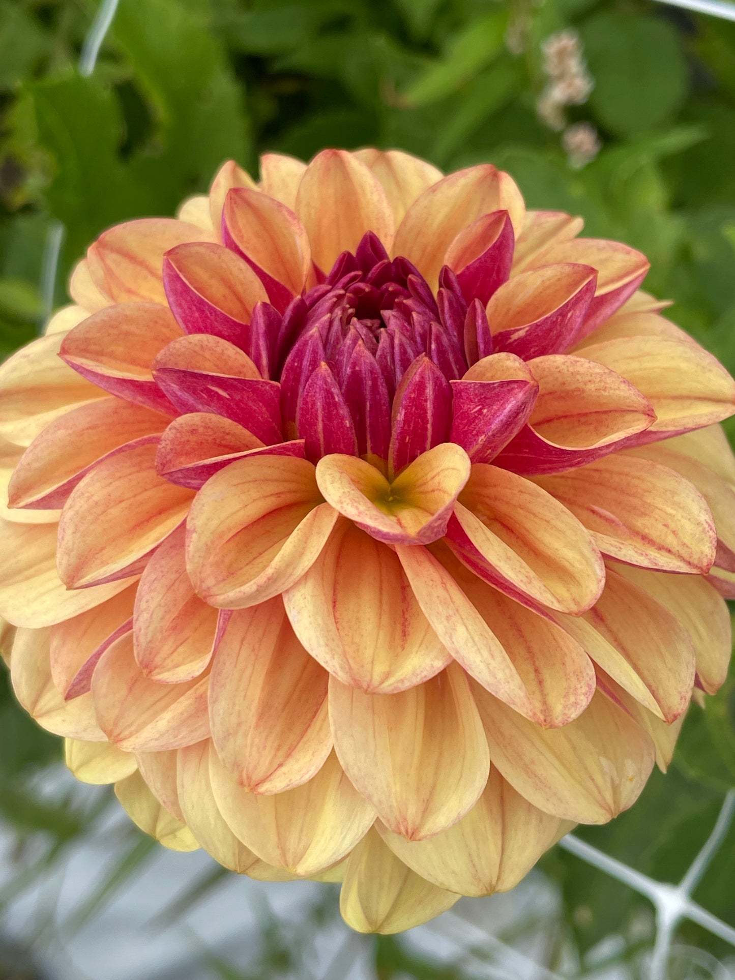 Lees Golden Raspberry