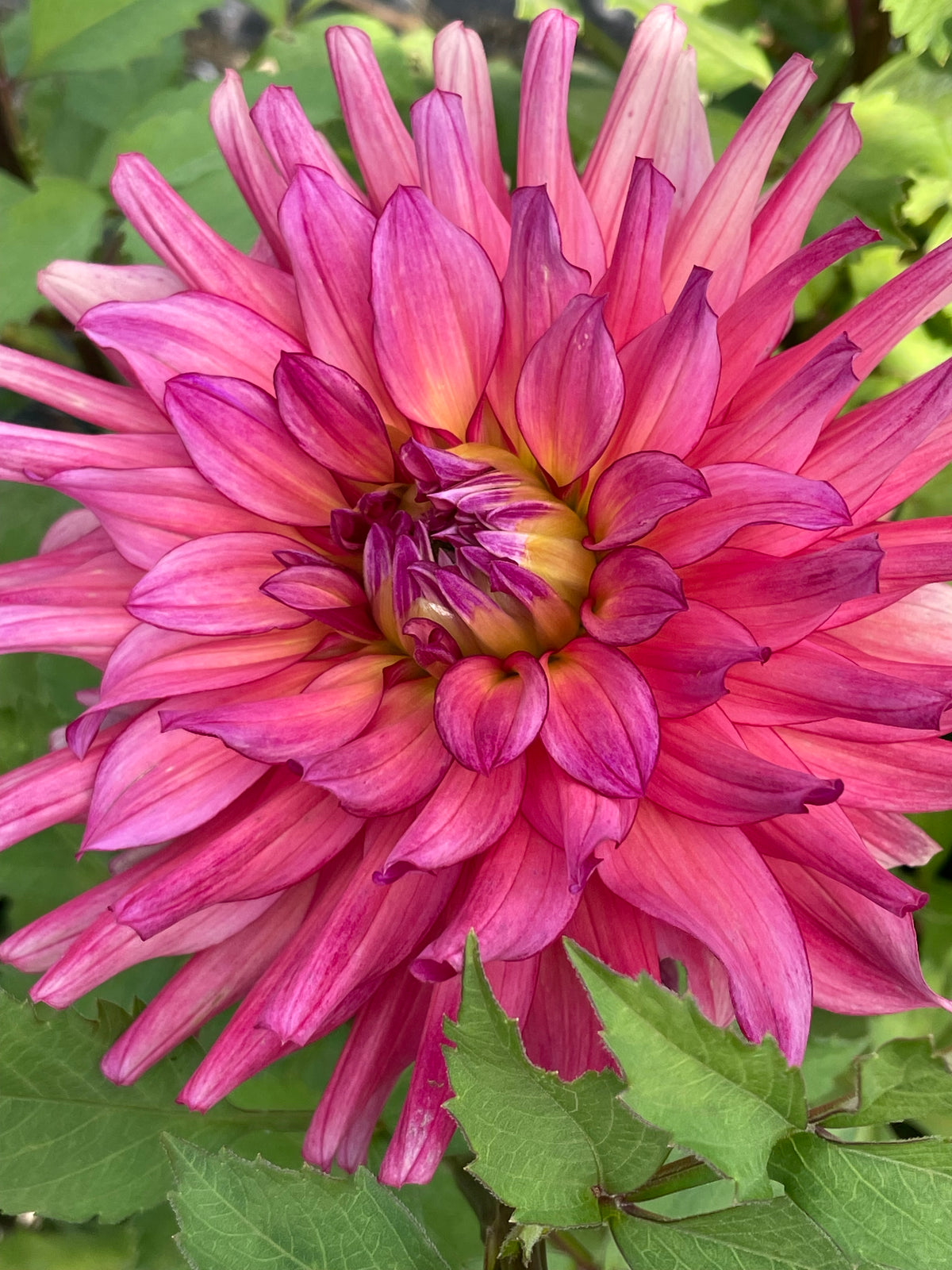 HBG Aurora Rose