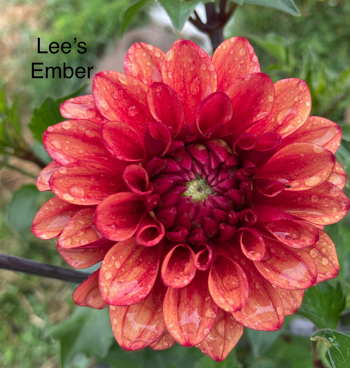 Lee’s Ember