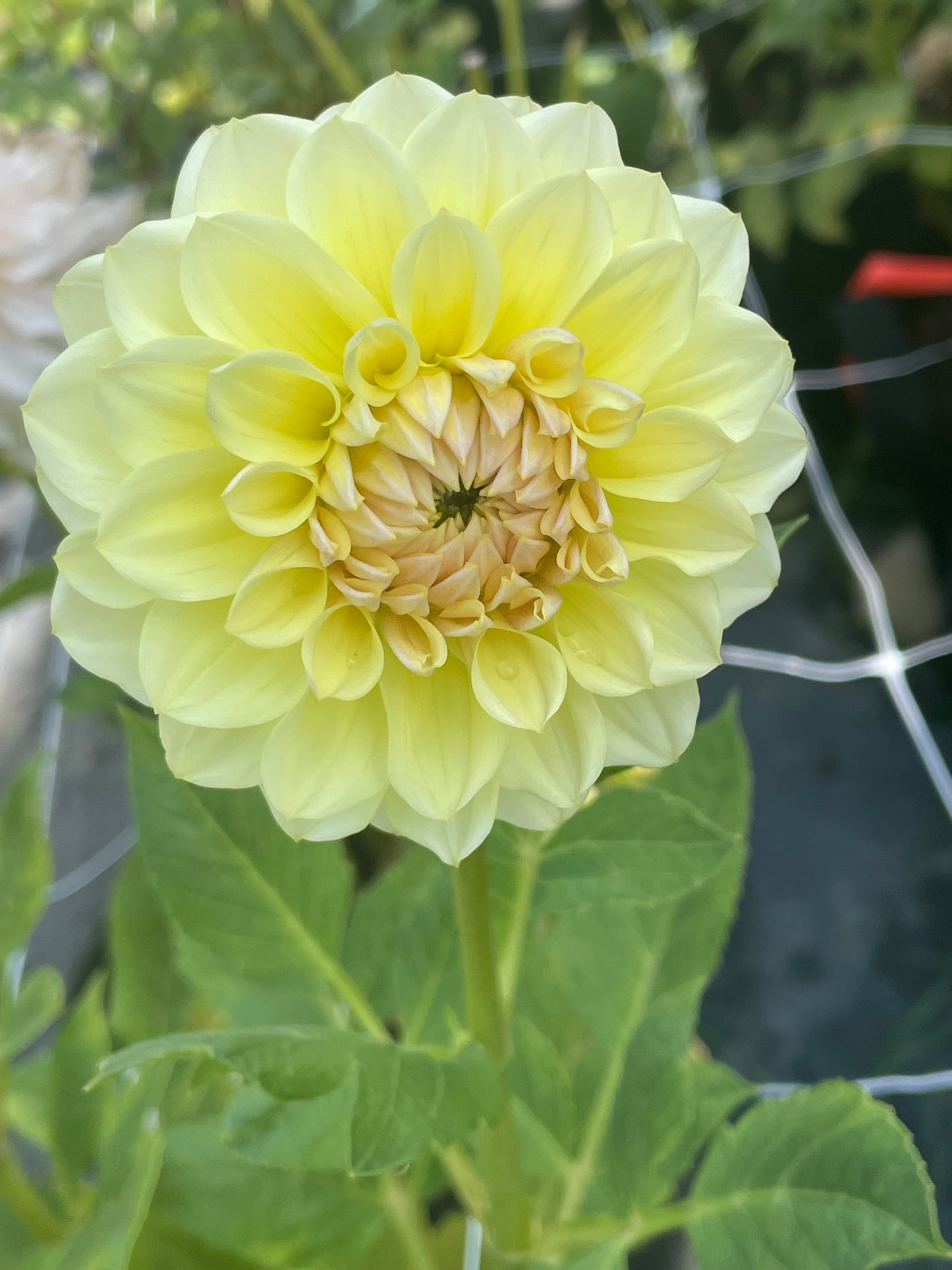 LTF Lemon Blush
