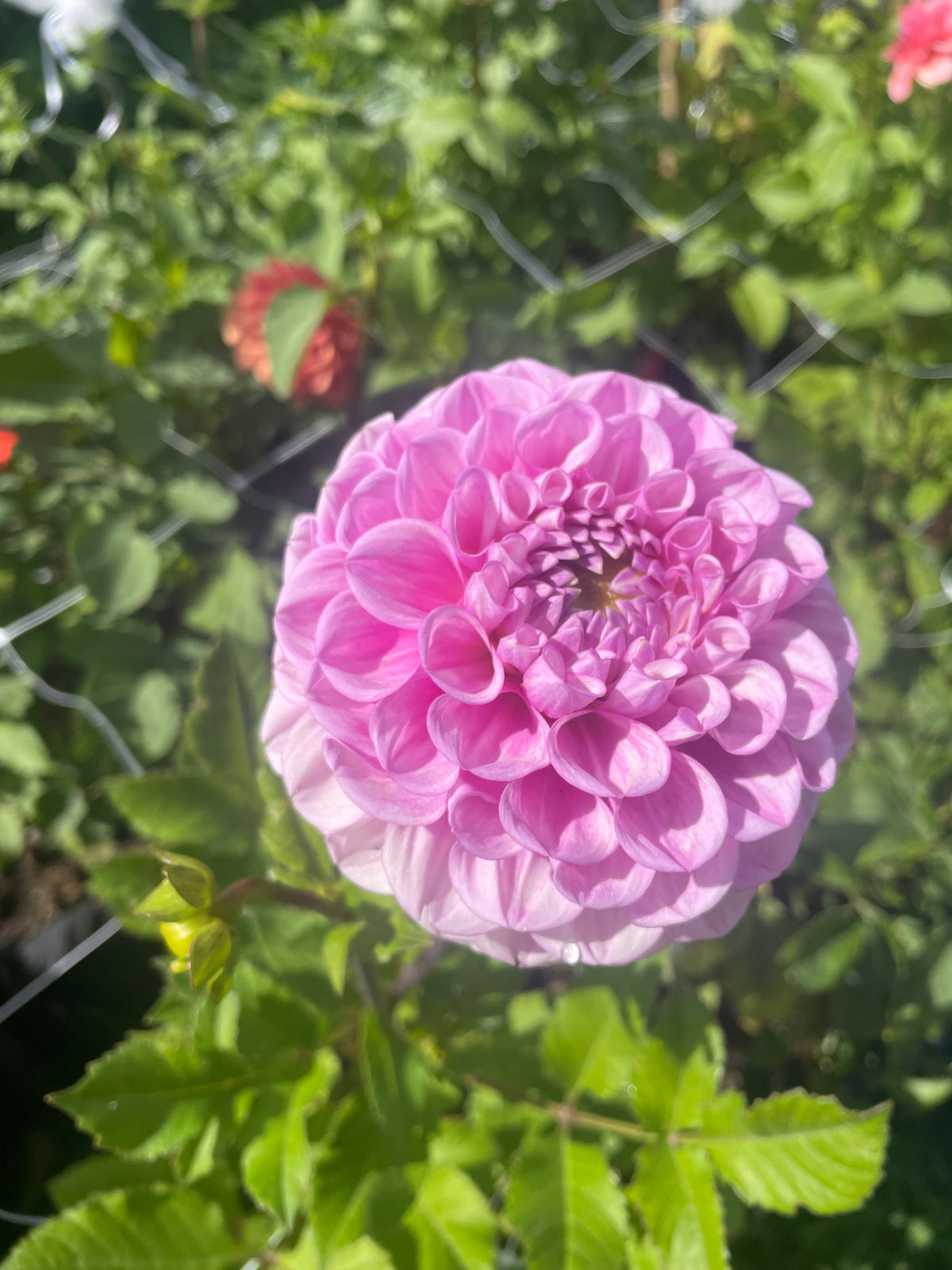 DL’s Shy Violet- limit 1