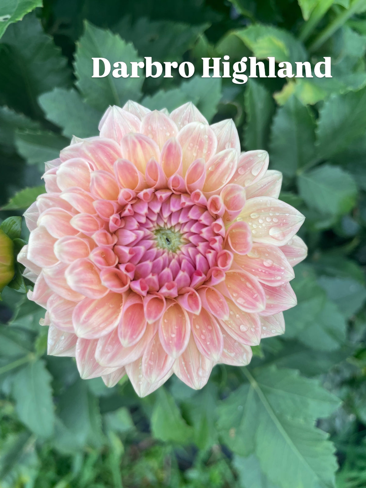 Darbro Highland