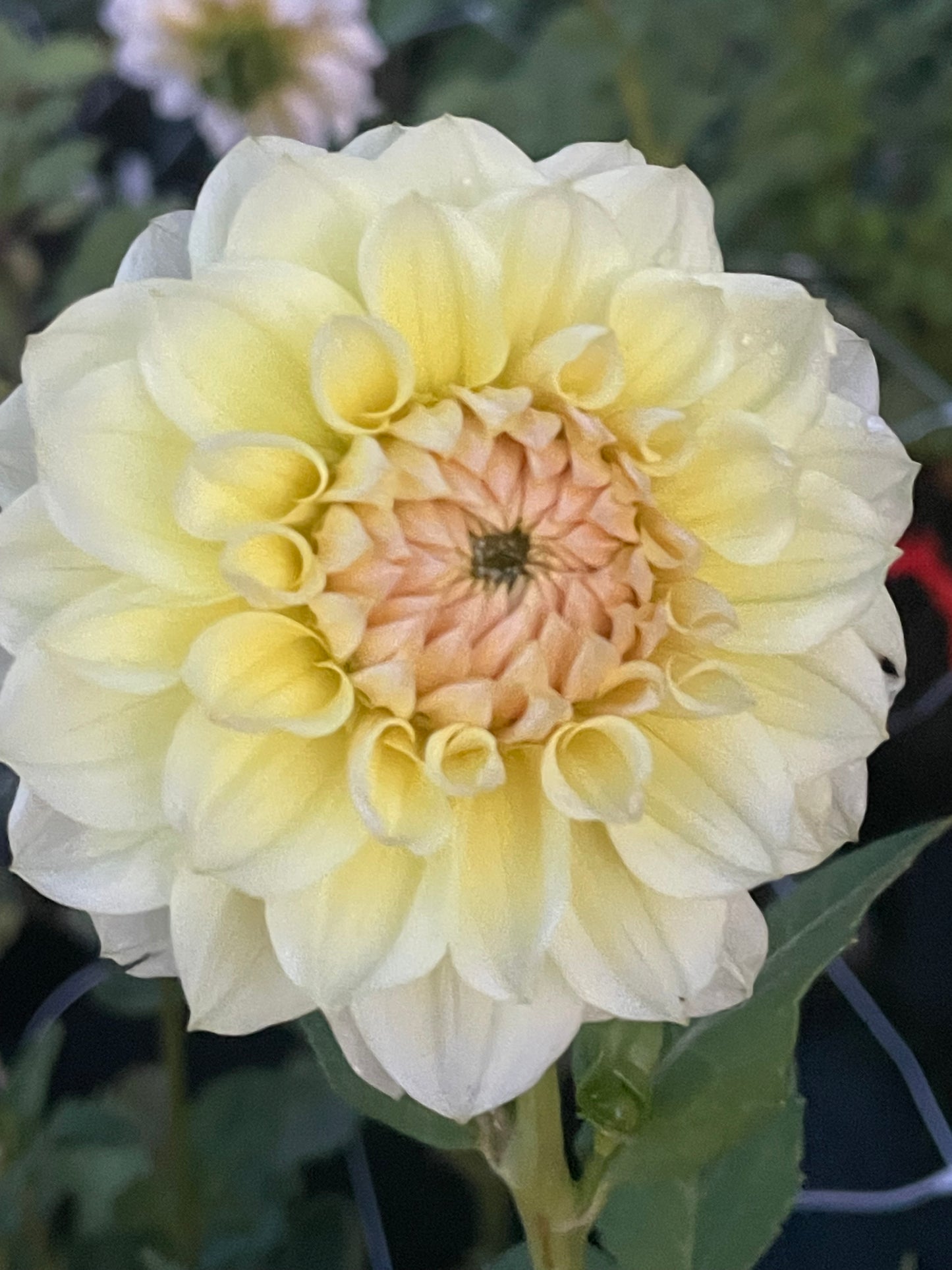 LTF Lemon Blush