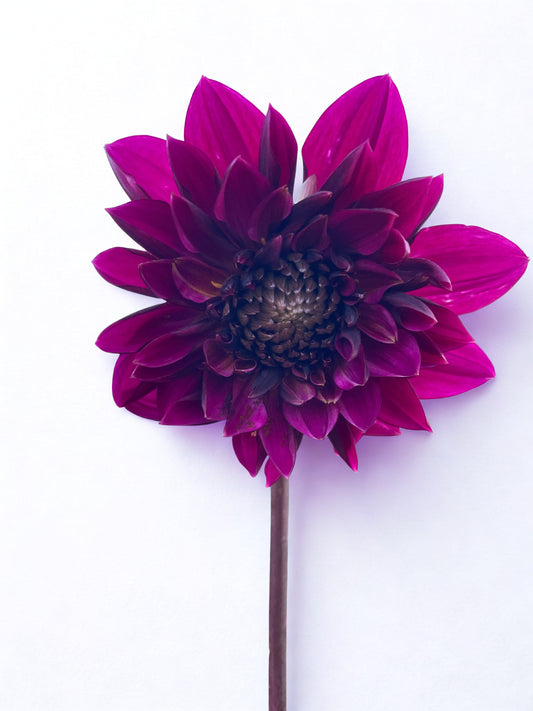 Purple haze