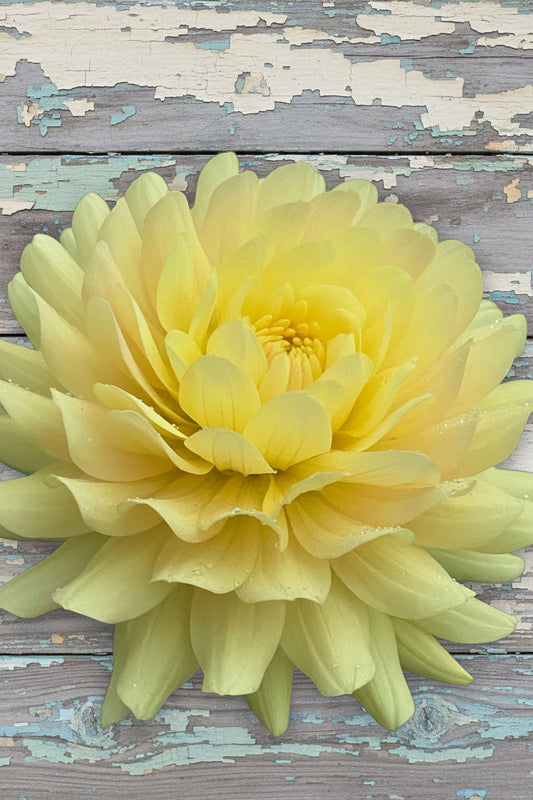Hollyhill Yellow Beauty