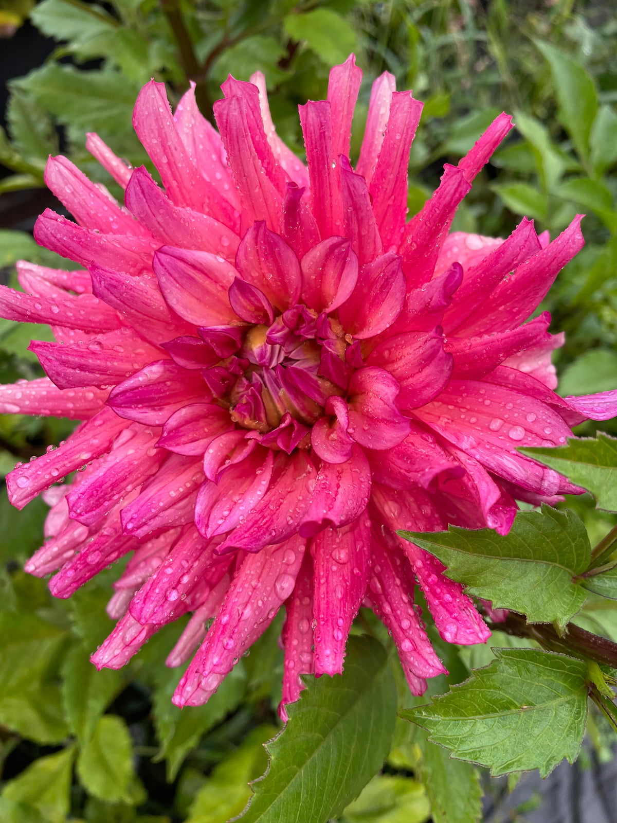 HBG Aurora Rose