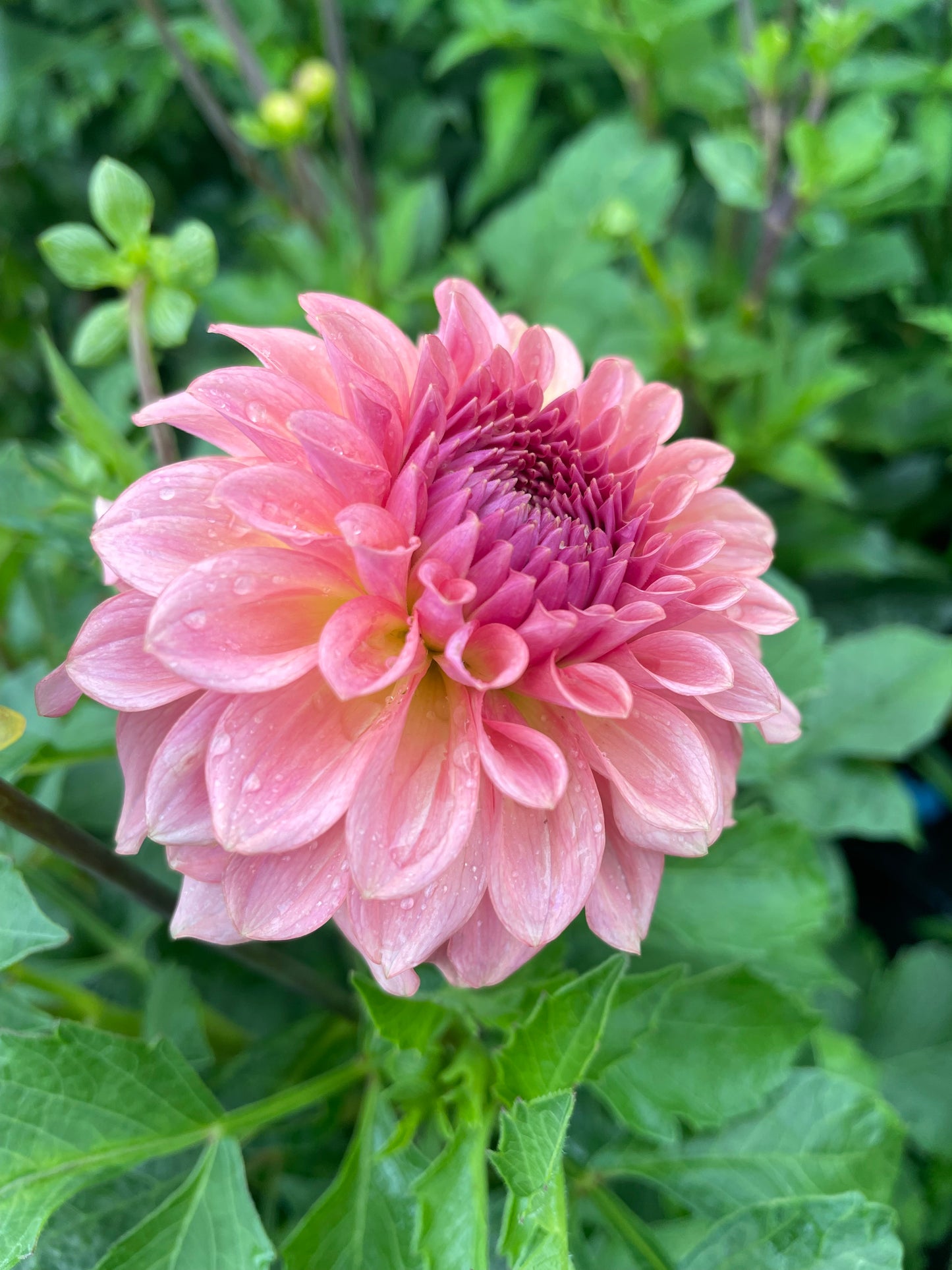 Levi’s Blue Smoke