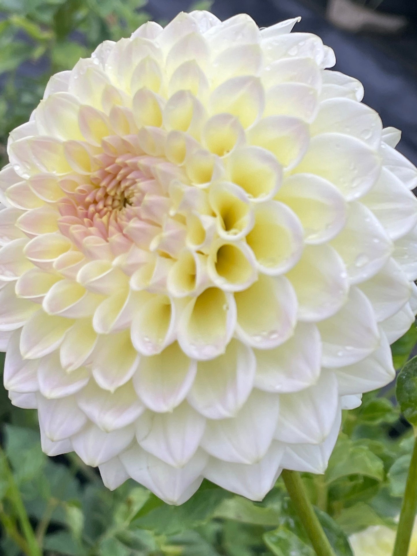 Winholme Diane