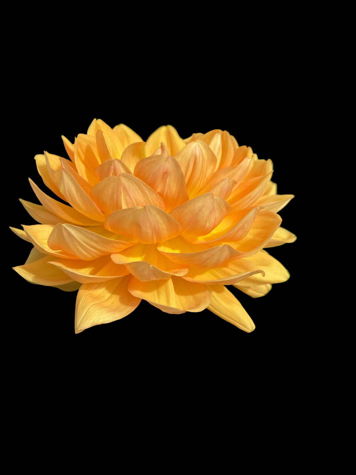 Hollyhill Honeygold
