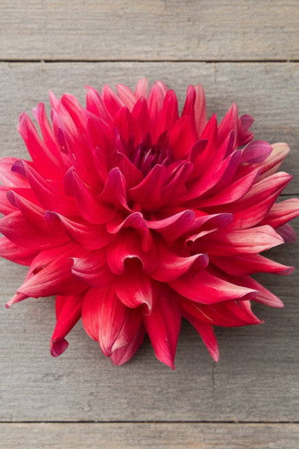 Hollyhill Tigress Red
