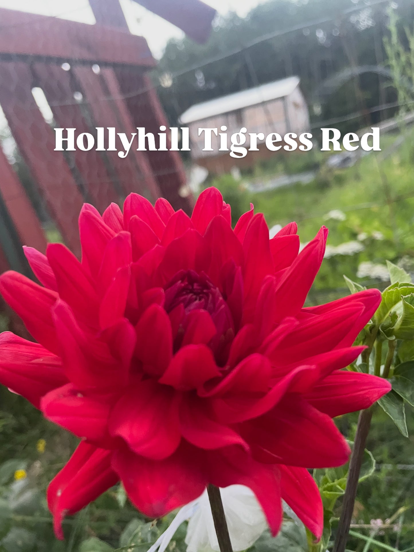 Hollyhill Tigress Red