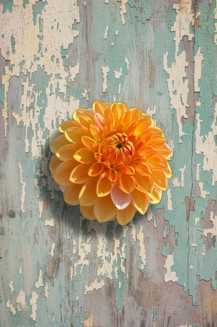 Florelie Angostura