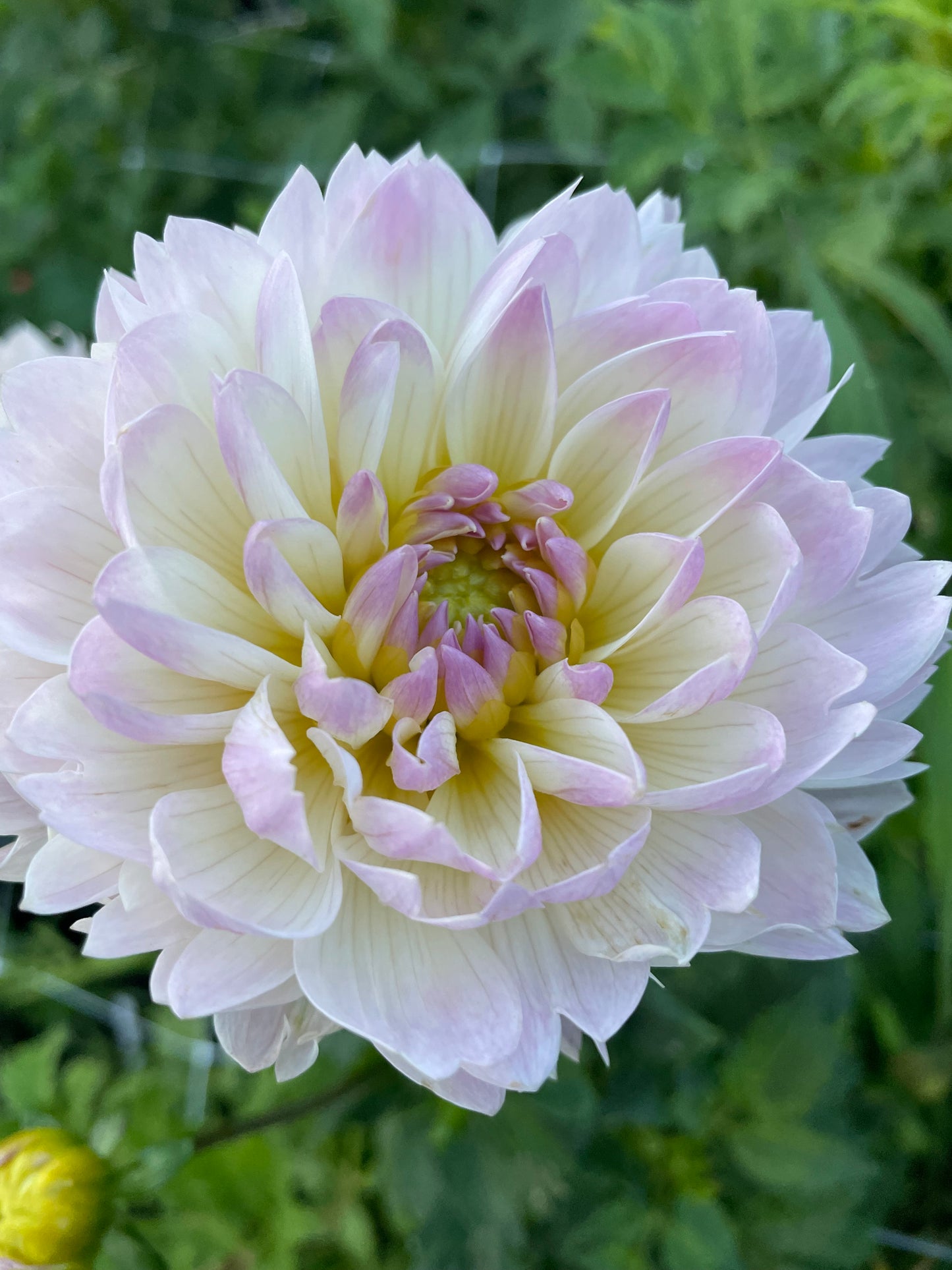 Hollyhill Lilibet