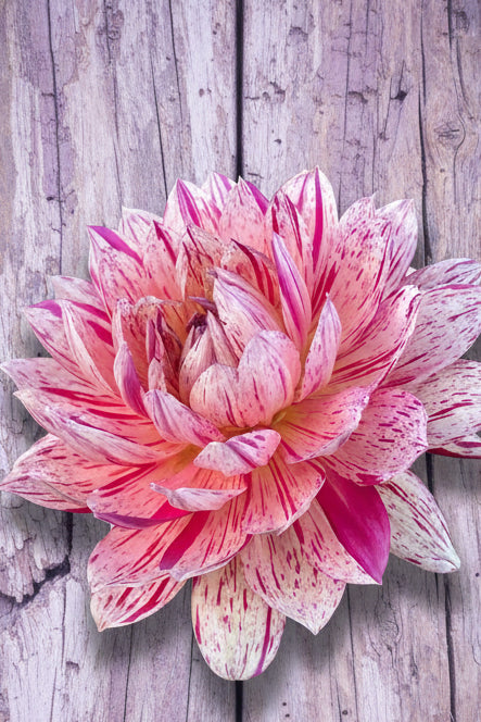 Hollyhill Pink Tigress