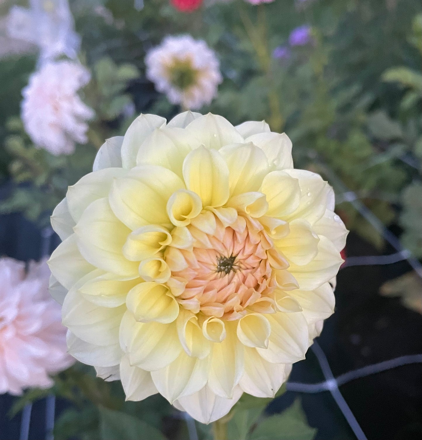 LTF Lemon Blush
