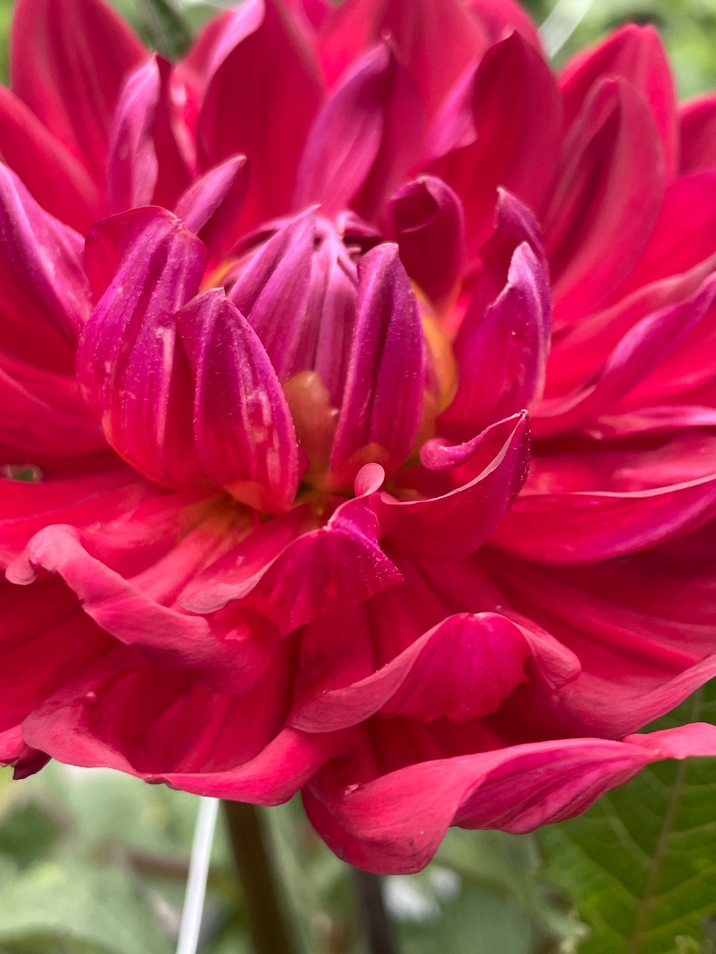 Hollyhill Rose Red 2