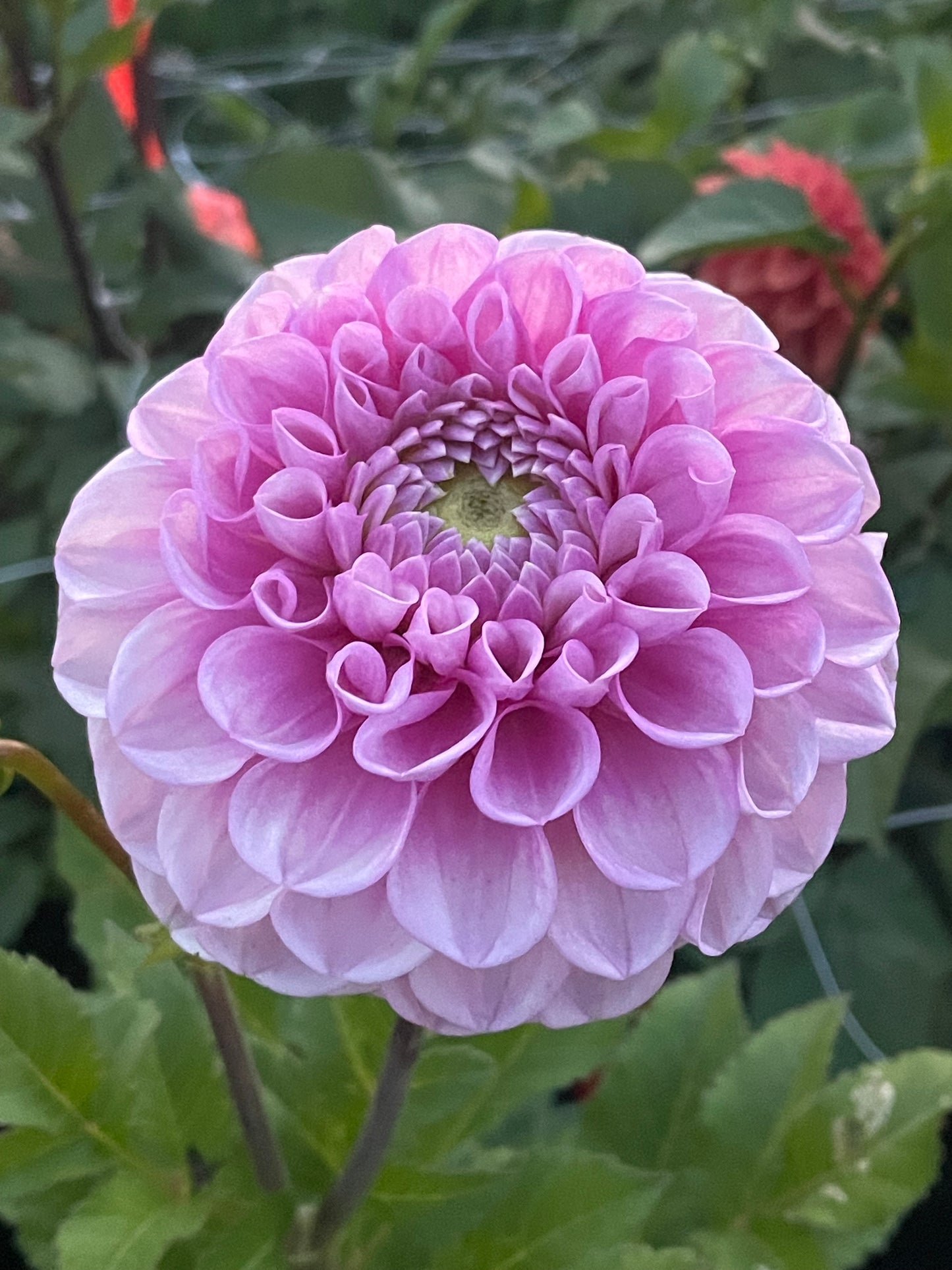 DL’s Shy Violet
