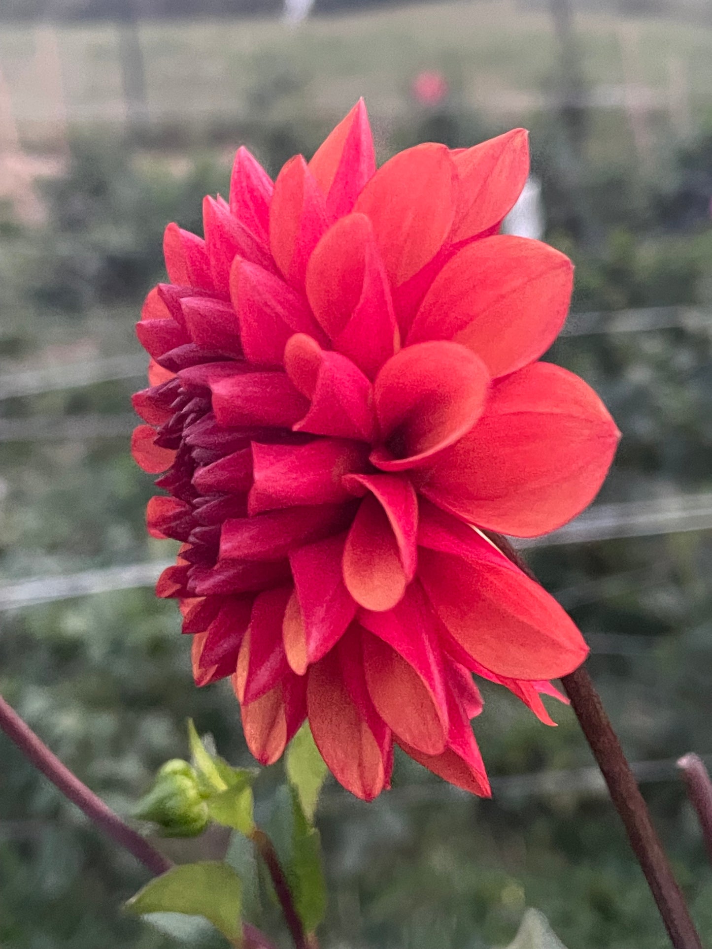Lee’s Ember