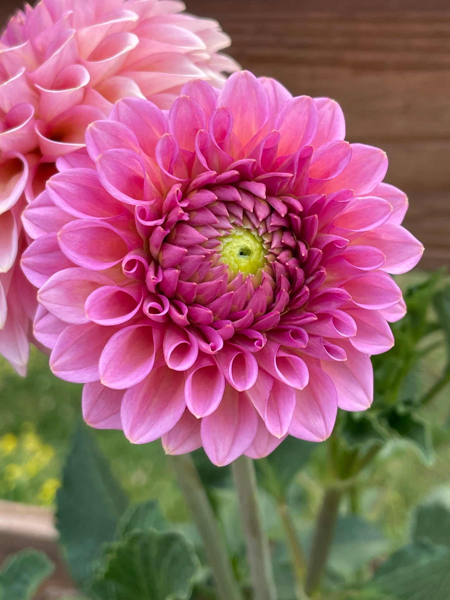 Westerton Pearl