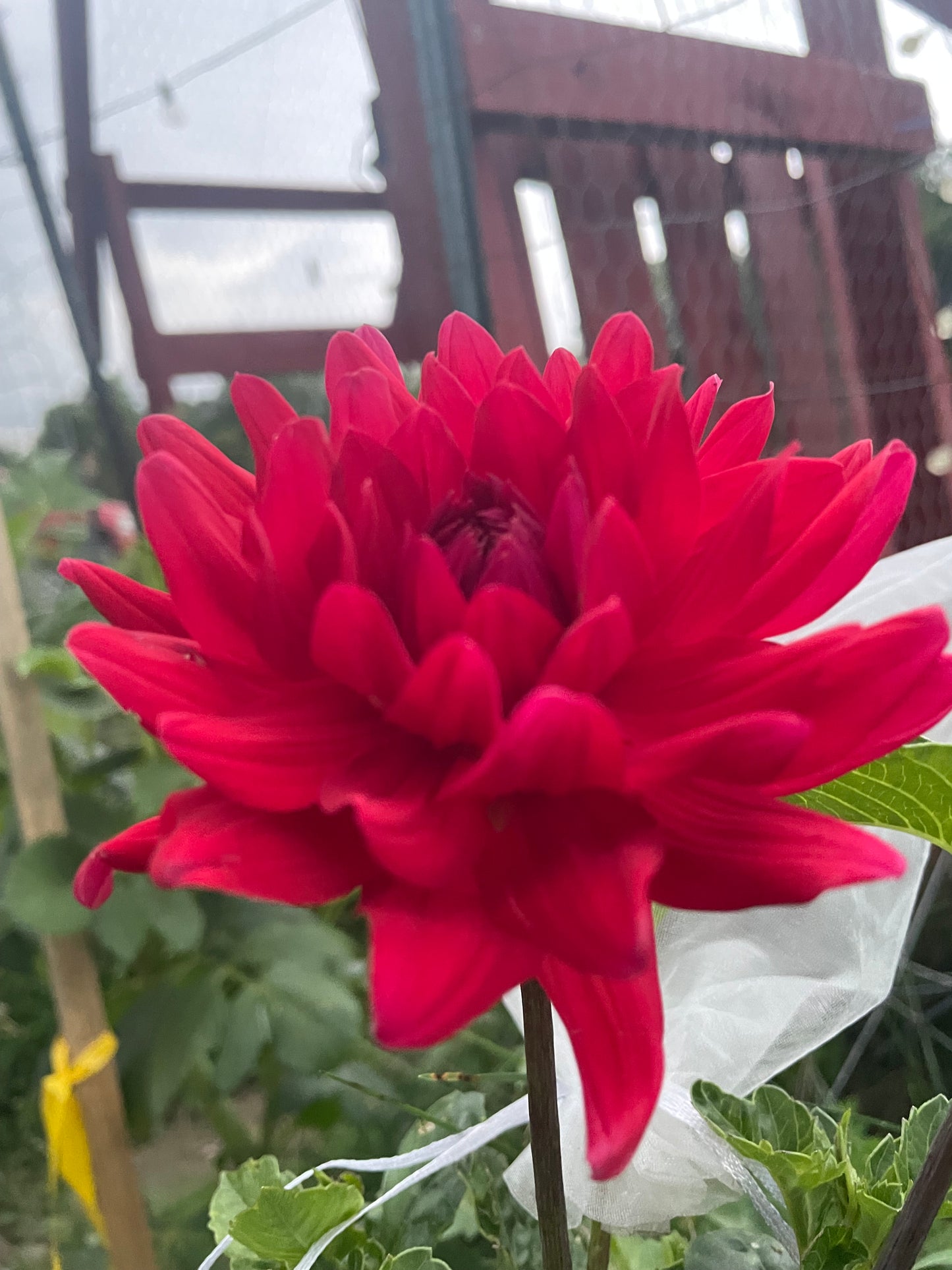 Hollyhill Tigress Red
