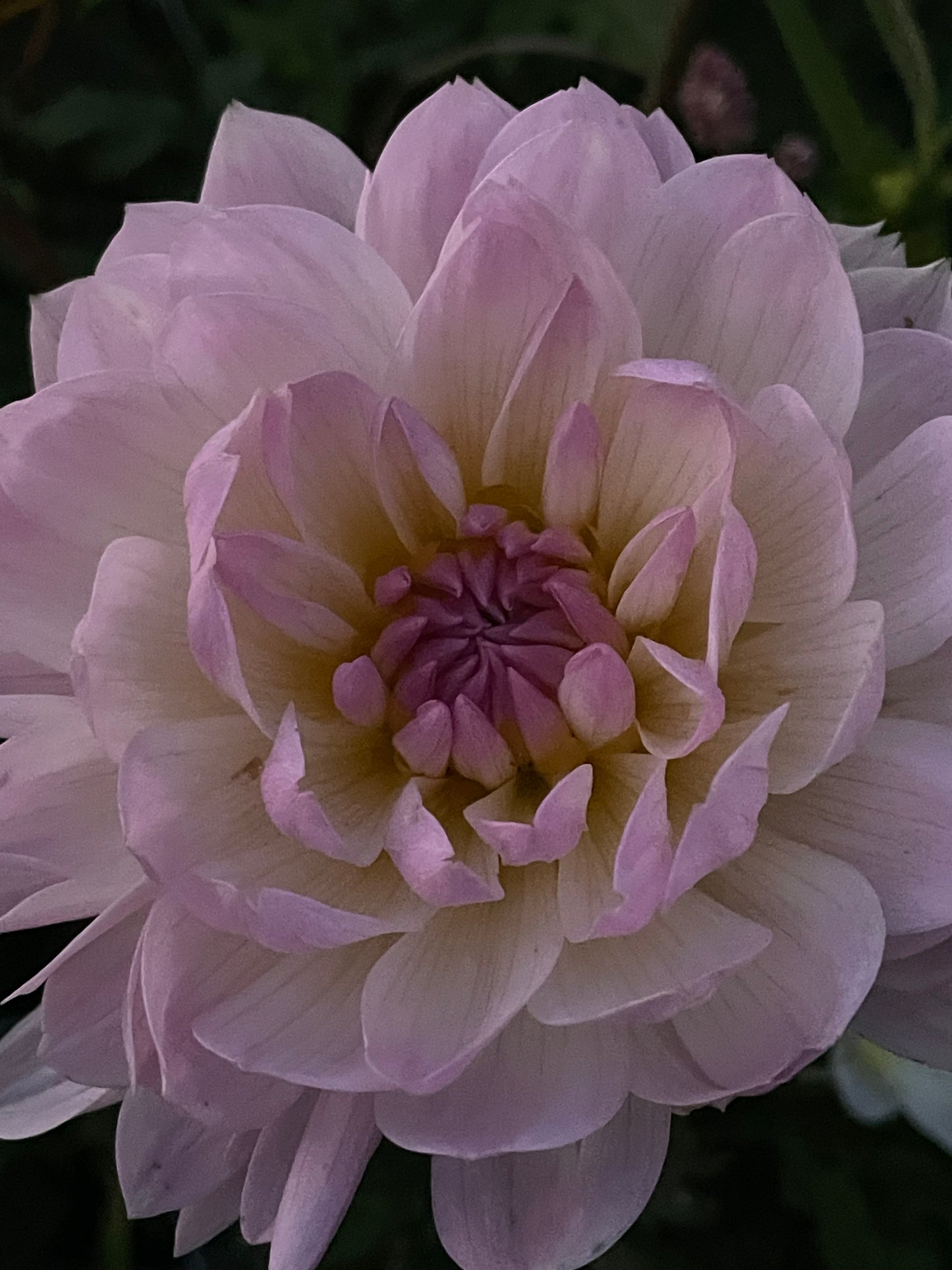 Hollyhill Lilibet